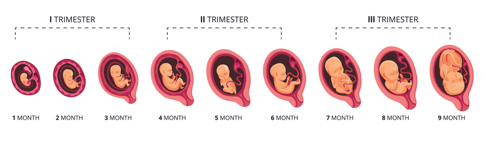 Hamilelikte 2. Trimester Dönemi
